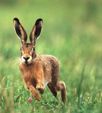 upload/WildNatur/hasenprojekt.jpg