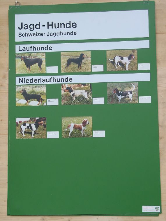 upload/mobil_Zusatzmaterial/Nr._21_Jagdhunde_6.jpg